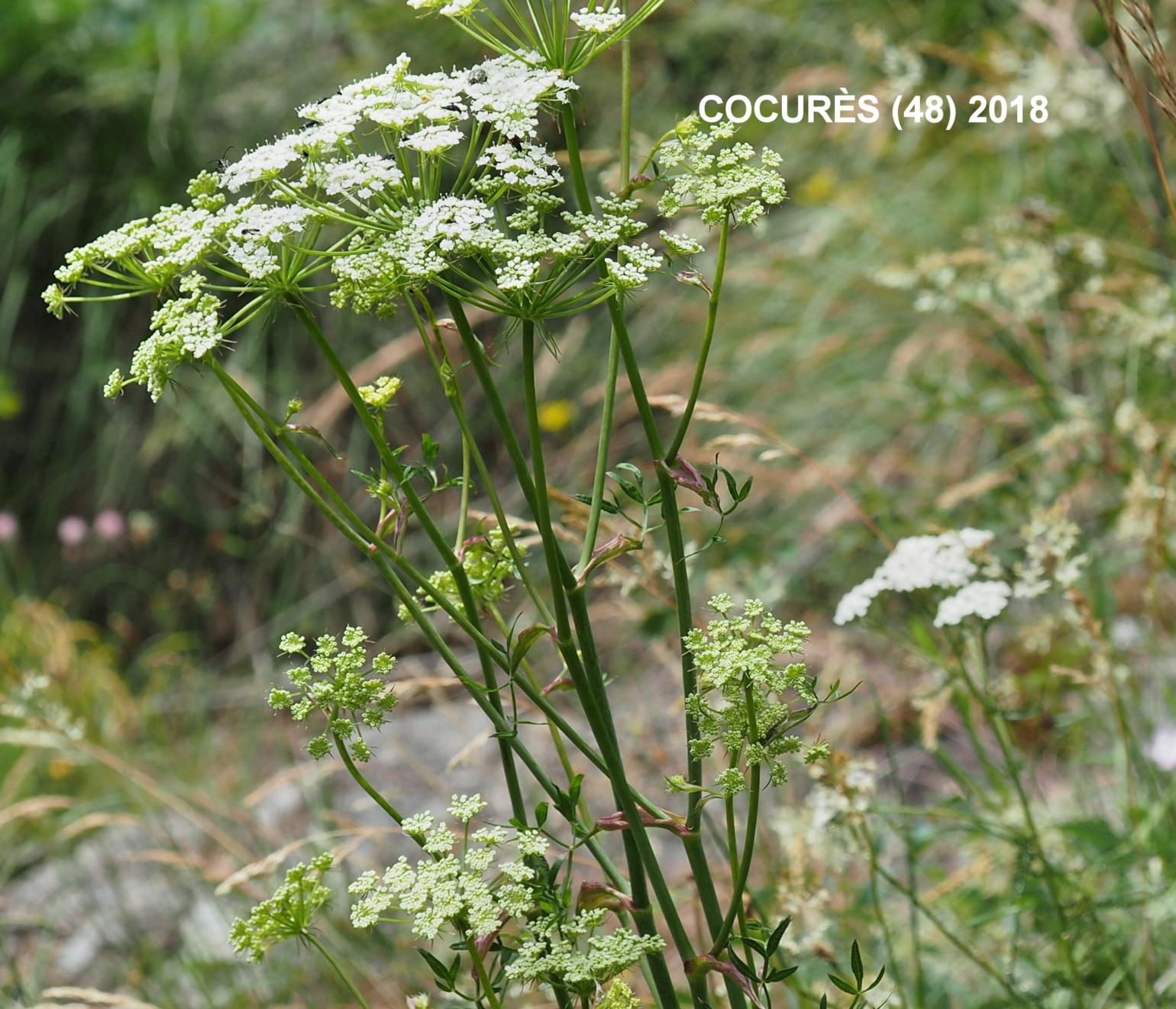 Masterwort, [Mountain parsley]